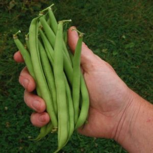 Provider snap bean from Yonder Hill Farm