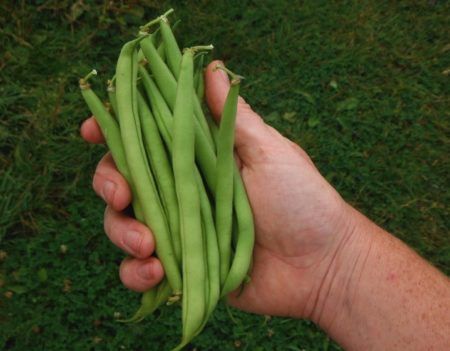 Provider snap bean from Yonder Hill Farm