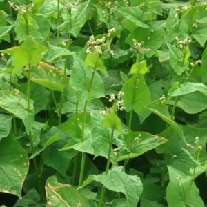 Tartary buckwheat from Yonder Hill Farm