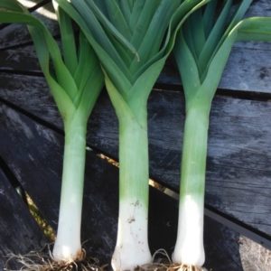 King Richard leeks from Yonder Hill Farm