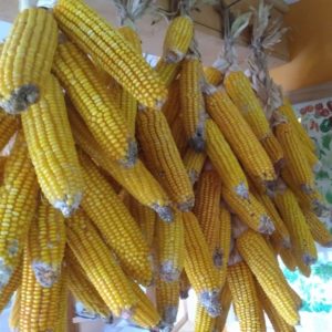 Early riser field corn from Yonder Hill Farm