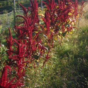 Opopeo amaranth from Yonder Hill Farm