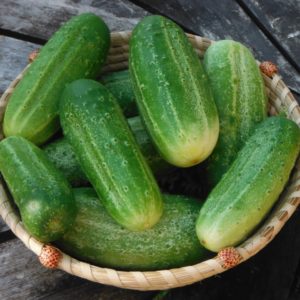 National pickling cucumber from Yonder Hill Farm