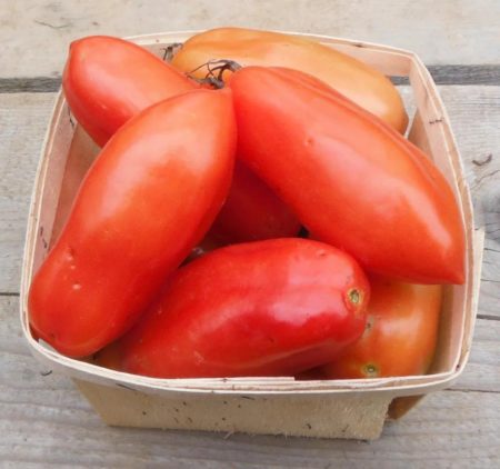 San marzano paste tomato from Yonder Hill Farm