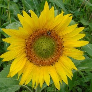 Peredovik sunflower from Yonder Hill Farm