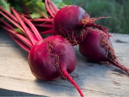 Beet Seeds Red Ace Natural Seeds Canada