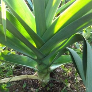 Bleu de Solaize leek from Yonder Hill Farm