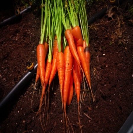 Carrot Seeds Little Finger Natural Seeds Canada