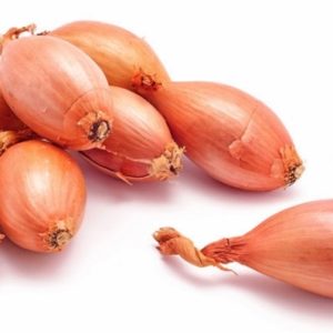 Conservor Shallots Seeds Natural Seeds Canada