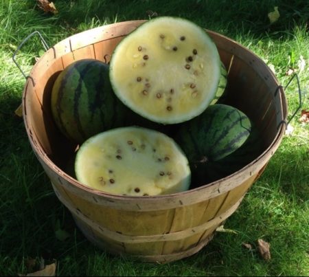 Early moonbeam watermelon from Yonder HIll Farm