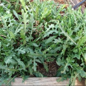 Sylvetta arugula from Yonder Hill Farm