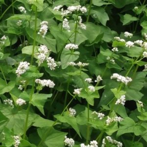 Common buckwheat from Yonder Hill Farm