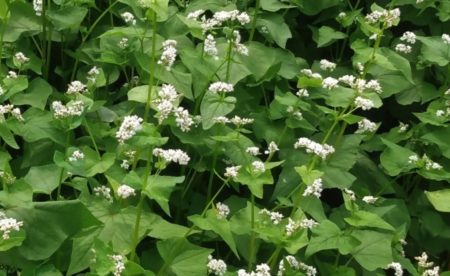 Common buckwheat from Yonder Hill Farm