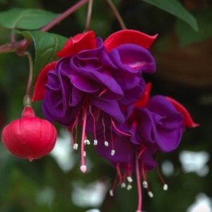 Fuschia flower seeds from Fuschia Design Shop