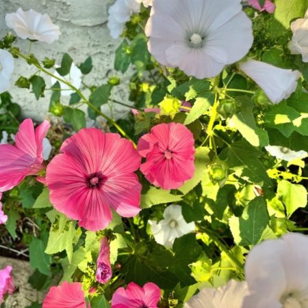 Lavatera flower seeds from Fuschia Design Shop