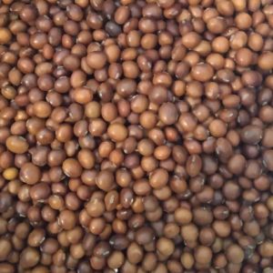 Manitoba brown soybeans from Yonder Hill Farm