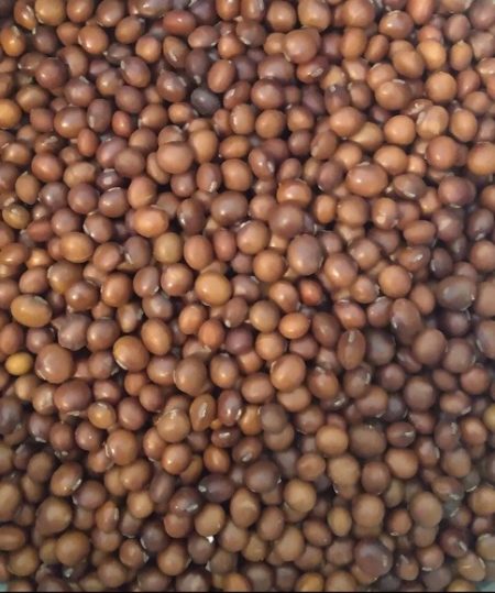 Manitoba brown soybeans from Yonder Hill Farm