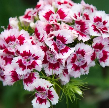 Sweet William flower seeds from Fuschia Design Shop