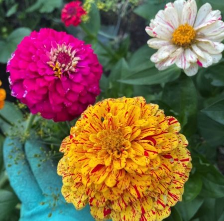 Zinnia flower seeds from Fuschia Design Shop