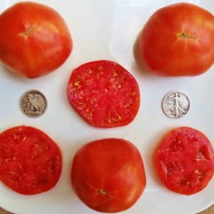 Abe Lincoln Heirloom Tomato Seeds from MrTomatohead