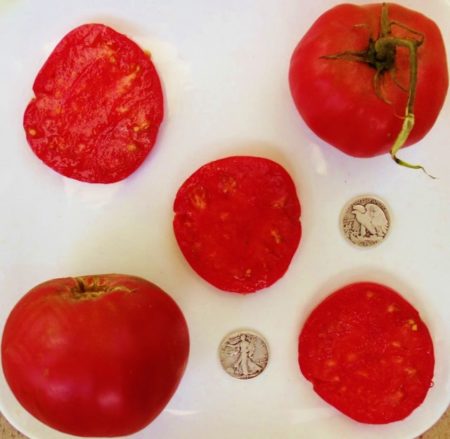 Anna Russian Heirloom Tomato Seeds - Over 40 Fresh Seeds Per Packet - Buy “ANY” 4 or more items and save 20% off your entire order! Just enter promo code Save20 at checkout