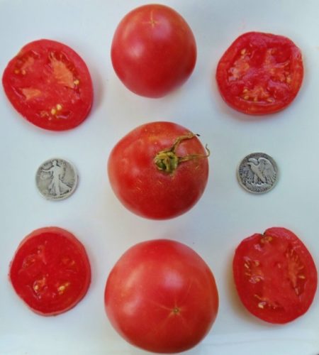 Arkansas Traveler Heirloom Tomato Seeds - Over 40 Fresh Seeds Per Packet - Buy “ANY” 4 or more items and save 20% off your entire order! Just enter promo code Save20 at checkout