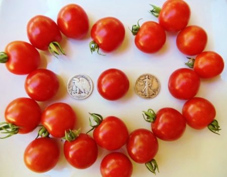 Besser Heirloom Tomato Seeds - German Cherry - Over 40 Fresh Seeds Per Packet - Buy “ANY” 4 or more items and save 20% off your entire order! Just enter promo code Save20 at checkout