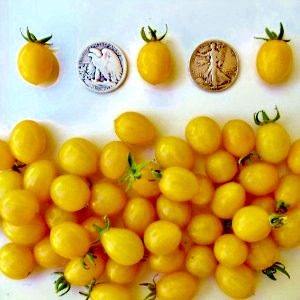 Blondkopfchen Heirloom Tomato Seeds from MrTomatohead