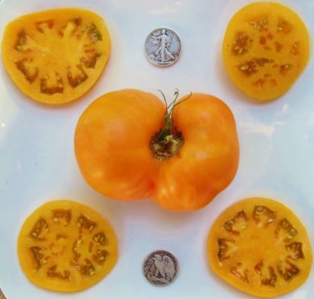 Brandywine Yellow Heirloom Tomato Seeds - Over 40 Fresh Seeds Per Packet - Buy “ANY” 4 or more items and save 20% off your entire order! Just enter promo code Save20 at checkout