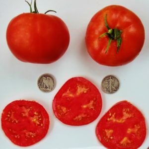 Beefsteak Tomato Seeds from MrTomatohead