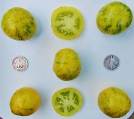 Green Zebra Heirloom Tomato Seeds - Over 40 Fresh Seeds Per Packet - Buy “ANY” 4 or more items and save 20% off your entire order! Just enter promo code Save20 at checkout