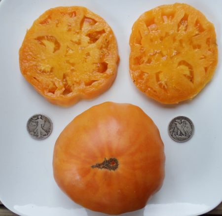 Kellogg's Breakfast Heirloom Tomato Seeds - Beefsteak - Over 40 Fresh Seeds Per Packet - Buy “ANY” 4 or more items and save 20% off your entire order! Just enter promo code Save20 at checkout