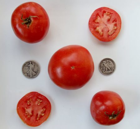 Manitoba Heirloom Tomato Seeds - Very Early - Over 40 Fresh Seeds Per Packet - Buy “ANY” 4 or more items and save 20% off your entire order! Just enter promo code Save20 at checkout