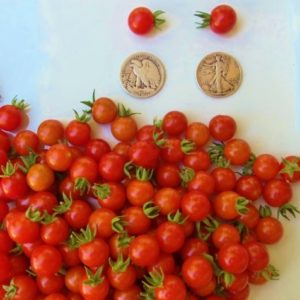 Matt's Wild Cherry Heirloom Tomato Seeds