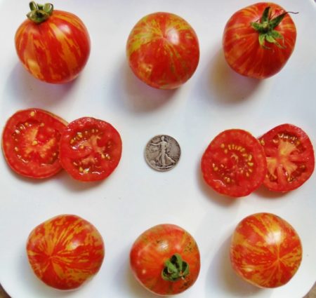 Red Zebra Heirloom Tomato Seeds - Over 40 Fresh Seeds Per Packet - Buy “ANY” 4 or more items and save 20% off your entire order! Just enter promo code Save20 at checkout