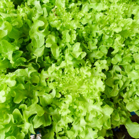 Green Salad Bowl Lettuce