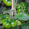 Beefsteak Tomato - Image 2