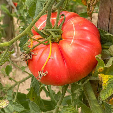 Beefsteak Tomato