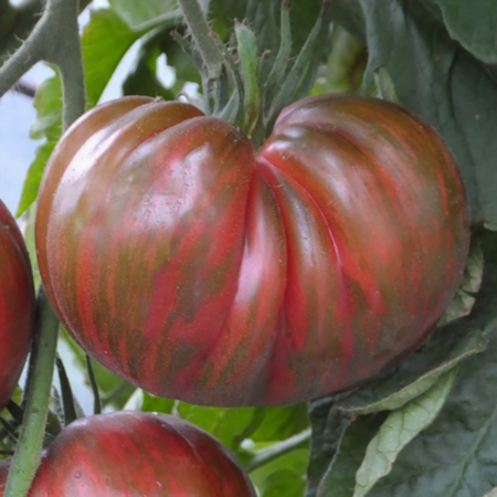 Pink Berkeley Tie-Dye Heirloom Tomato Seeds - Beautiful and Delicious - Over 40 Fresh Seeds Per Packet - Buy “ANY” 4 or more items and save 20% off your entire order! Just enter promo code Save20 at checkout