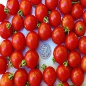 Tommy Toe Heirloom Tomato Seeds from MrTomatohead